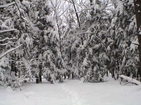 Winter